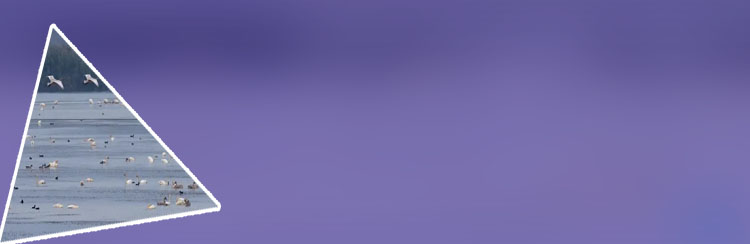 Liobetcom